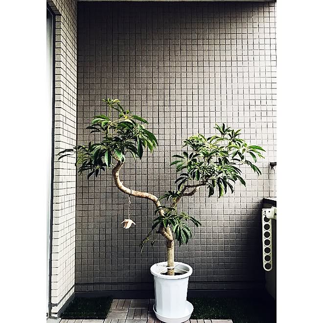 観葉植物 シェフレラ バルコニー 部屋全体のインテリア実例 17 04 12 21 59 38 Roomclip ルームクリップ