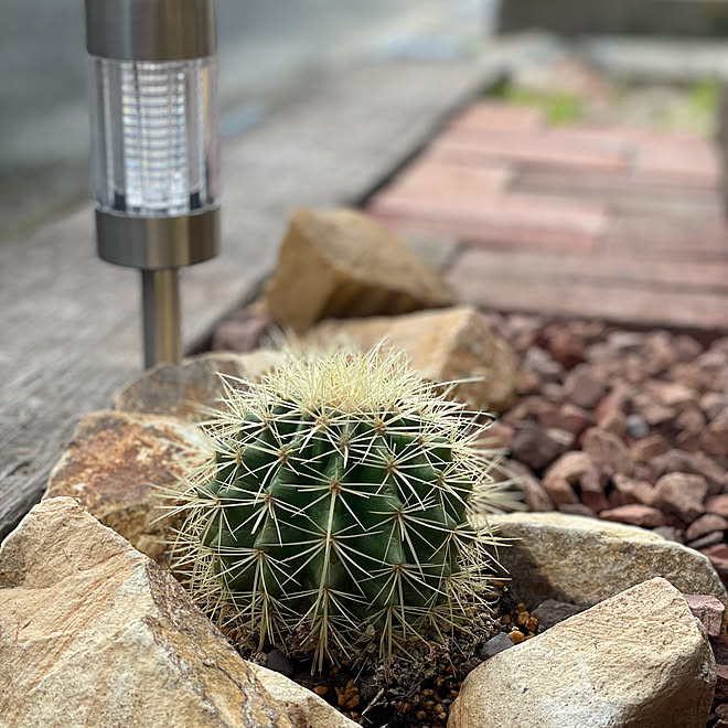 金鯱サボテン 枕木 赤レンガ ロックガーデン石 玄関 入り口のインテリア実例 21 05 08 19 23 Roomclip ルームクリップ