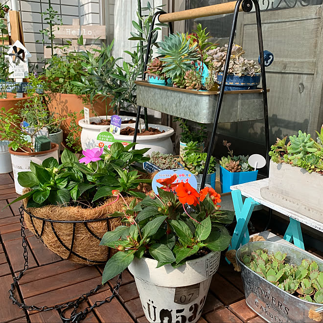 子宝弁慶草/サンパティオ/サンパチェンス/サカタのタネ/花のある暮らし...などのインテリア実例 20210615 114831