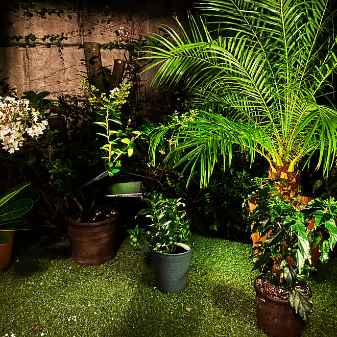 ガーデンライトアップ 夜のデッキの様子 フェニックス ロベレニー サルスベリの花 デッキのある暮らし などのインテリア実例 21 08 25 19 59 56 Roomclip ルームクリップ