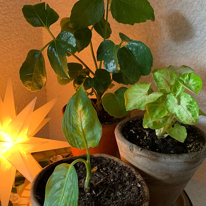100均 観葉植物 照明 キャンドゥ リビングのインテリア実例 21 01 26 00 11 44 Roomclip ルームクリップ
