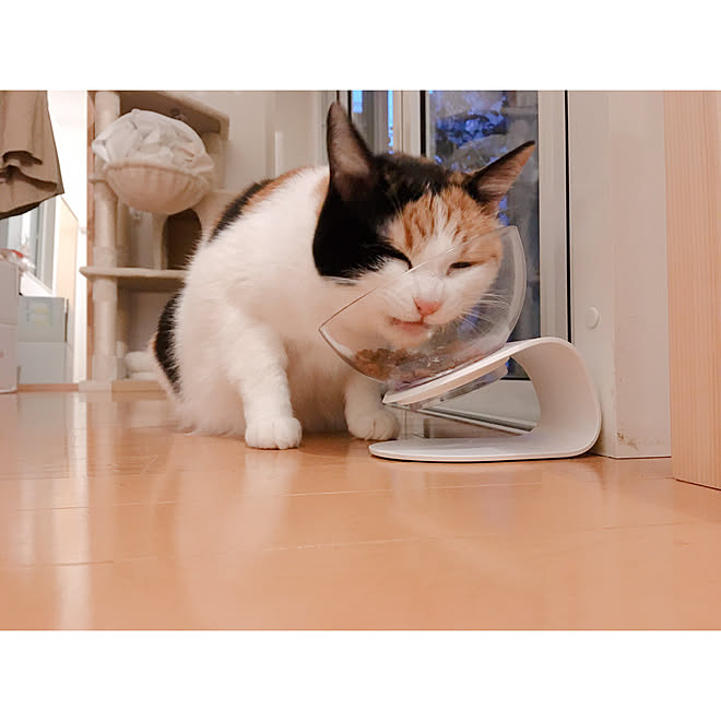 リビング/猫の全身麻酔/猫の歯石除去/猫との暮らし/猫のいる生活 