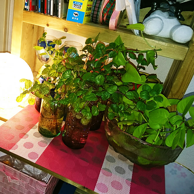 部屋全体 ポトス スウェーデンアイビー スウェーデンアイビーの輪 植物のある暮らし などのインテリア実例 18 10 21 17 16 Roomclip ルームクリップ 部屋全体 ポトス スウェーデンアイビー スウェーデンアイビーの輪 植物のある暮らし などのインテリア実例 18 10 21 17 16 Roomclip ルームクリップ