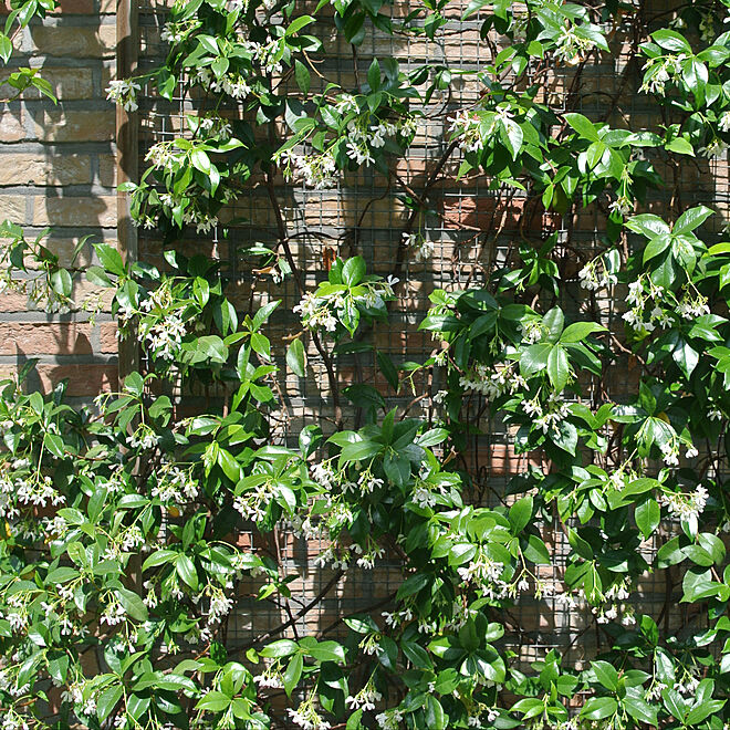 ジャスミンの香り 壁一面のグリーン ジャスミンの蔓 ジャスミンの花 花のある暮らし などのインテリア実例 2020 08 07 01 09 15 Roomclip ルームクリップ