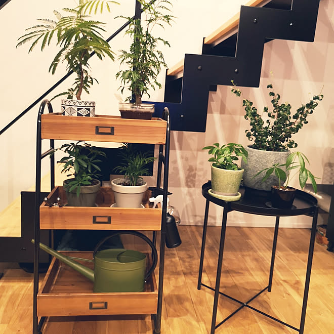 棚 観葉植物 Ikea クラッシュゲートのインテリア実例 18 10 14 18 02 48 Roomclip ルームクリップ