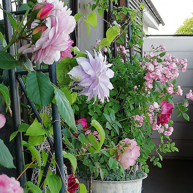 玄関 入り口 植物のある暮らし 鉢植え バラ ベランダ などのインテリア実例 05 17 11 50 09 Roomclip ルームクリップ