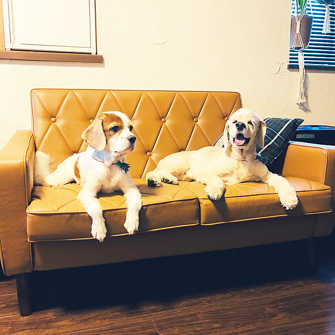 カリモクロビーチェア ソファ カリモク60 犬 犬のいる暮らし などのインテリア実例 19 07 23 17 40 02 Roomclip ルームクリップ