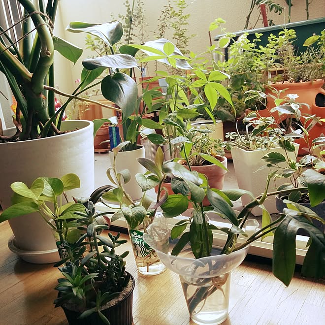 玄関/入り口/観葉植物/室内植物/DIY/モンステラ&hellip;などのインテリア実例 20150719 104437