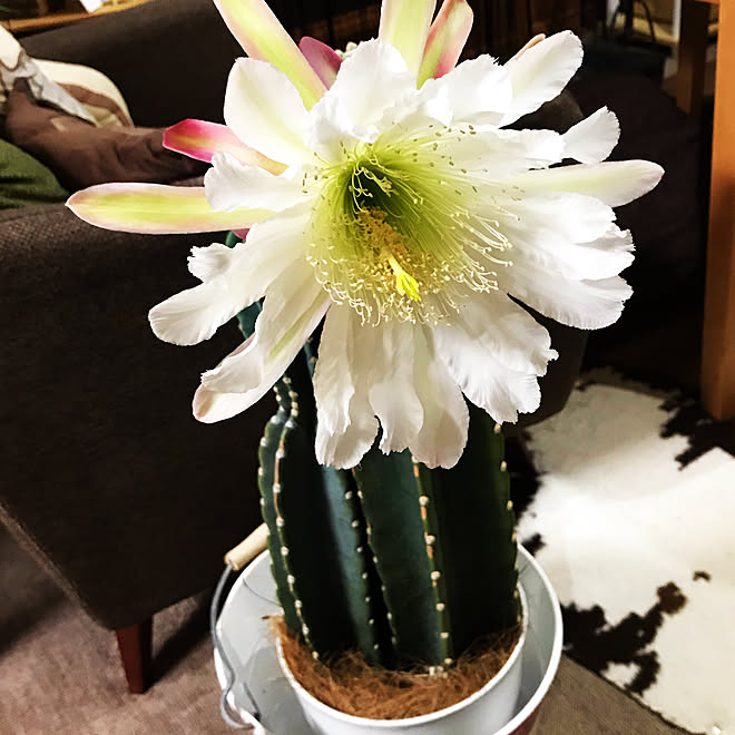 柱サボテンの花 観葉植物 リビングのインテリア実例 19 10 10 05 39 29 Roomclip ルームクリップ