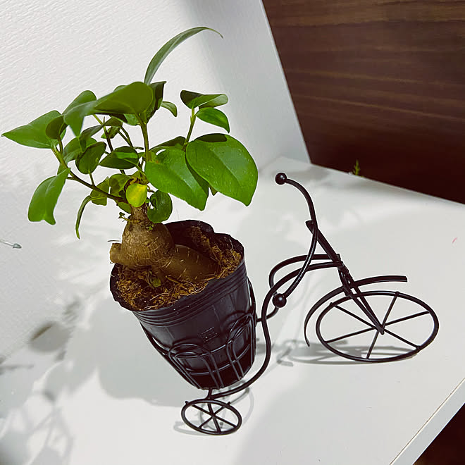 観葉植物 ガジュマル ワイヤー雑貨 ダイソー オブジェ などのインテリア実例 21 05 16 16 07 18 Roomclip ルームクリップ