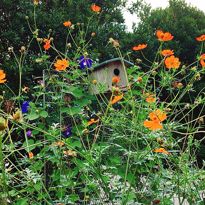 コスモス 朝顔 巣箱 キバナコスモス 庭 などのインテリア実例 09 15 11 34 12 Roomclip ルームクリップ