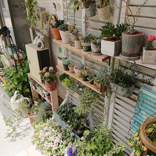 玄関 入り口 花のある暮らし 玄関先のガーデニング 多肉ちゃん ルーバーラティス などのインテリア実例 19 05 31 10 29 48 Roomclip ルームクリップ