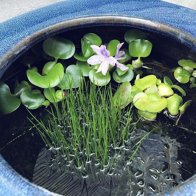 玄関/入り口/ホテイアオイが咲いた!!/水草/北側玄関/メダカ&hellip;などのインテリア実例 20170529 102856