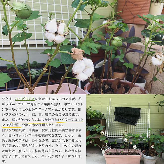 訪問できてなくてごめんなさい ドライフラワーに コットンフラワー 玄関 入り口 プランター栽培 などのインテリア実例 19 10 02 15 53 23 Roomclip ルームクリップ