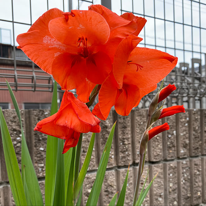 小さい花壇 グラジオラス Rcの出会いに感謝 押し逃げばかりでごめんなさい いいね ありがとうございます などのインテリア実例 21 06 03 13 59 43 Roomclip ルームクリップ 小さい花壇 グラジオラス Rcの出会いに感謝 押し逃げばかりでごめんなさい いいね ありがとうございます などのインテリア実例 21 06 03 13 59 43 Roomclip ルームクリップ