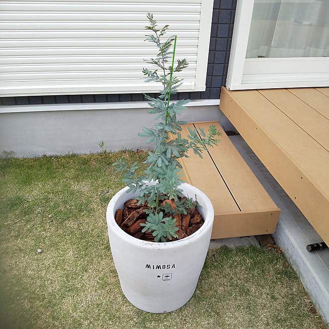 玄関 入り口 庭 Diy 初めてのガーデニング ウッドデッキ 目隠し作戦 などのインテリア実例 19 05 06 17 51 59 Roomclip ルームクリップ