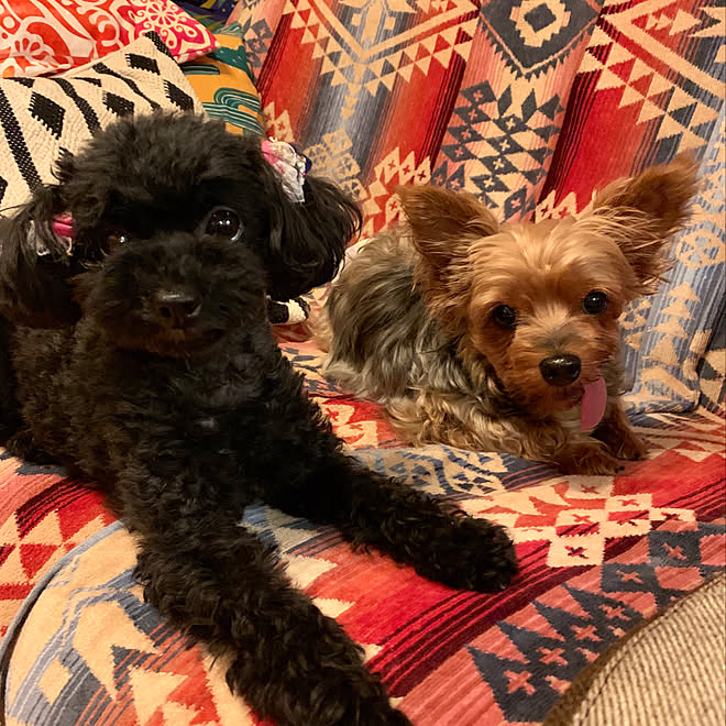 Niko And ヨークシャーテリア インテリアファブリック トイプードル 愛犬と暮らす などのインテリア実例 19 11 11 02 29 14 Roomclip ルームクリップ