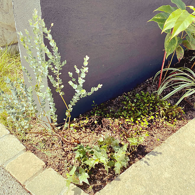 門柱前の花壇 ワイヤープランツ ユーカリ 庭作り ガーデニングはじめました などのインテリア実例 21 08 27 11 38 39 Roomclip ルームクリップ 門柱前の花壇 ワイヤープランツ ユーカリ 庭作り ガーデニングはじめました などのインテリア実例 21 08 27 11 38 39 Roomclip ルームクリップ