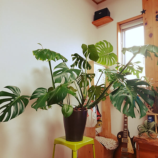 リビング モンステラ 伸びたい放題 観葉植物のある暮らし 観葉植物 などのインテリア実例 05 16 10 17 01 Roomclip ルームクリップ