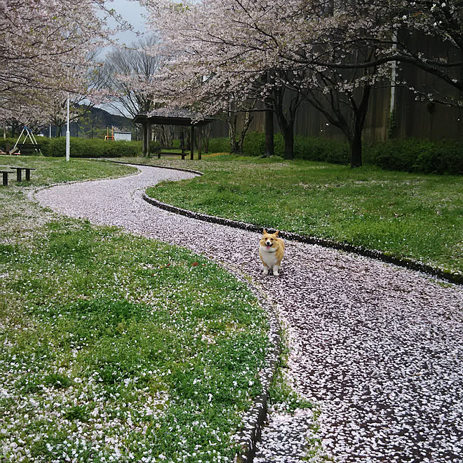 さくら 見ていただいてありがとうございます 癒しの空間 花あそび 和モダンに憧れる などのインテリア実例 21 04 01 17 48 21 Roomclip ルームクリップ