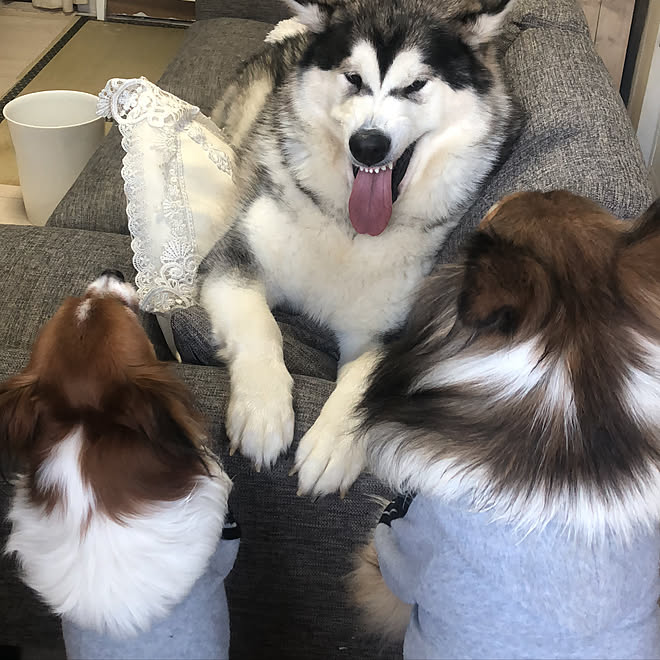 インスタやってます 訪問できてなくてごめんなさい 超大型犬 パピヨン シェルティ などのインテリア実例 02 28 05 56 33 Roomclip ルームクリップ