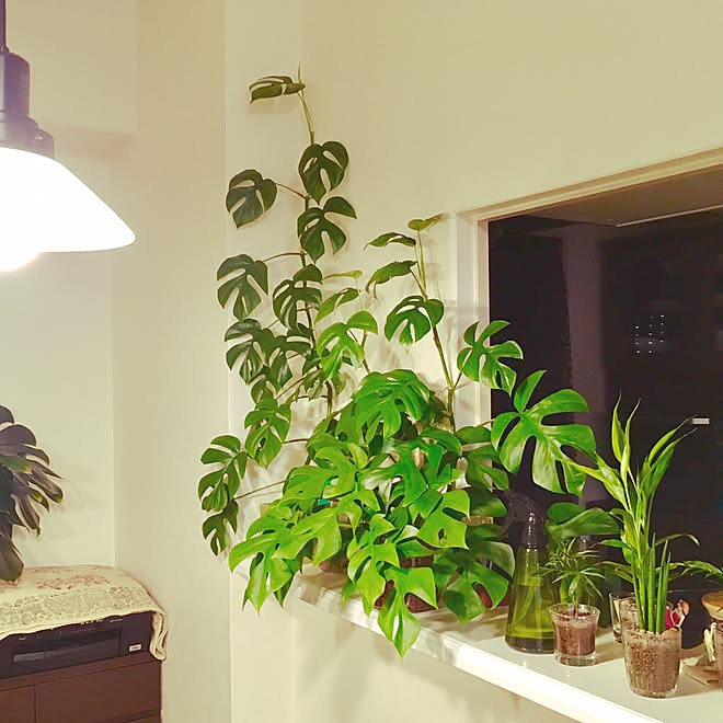 キッチン ハイドロカルチャー ヒメモンステラ 観葉植物のある部屋 中古マンション などのインテリア実例 16 10 23 55 23 Roomclip ルームクリップ