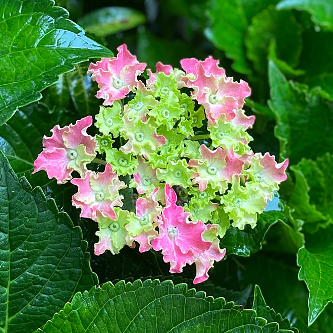 紫陽花 名前わからないです 玄関 花のある暮らし おはようございます などのインテリア実例 06 19 09 07 10 Roomclip ルームクリップ