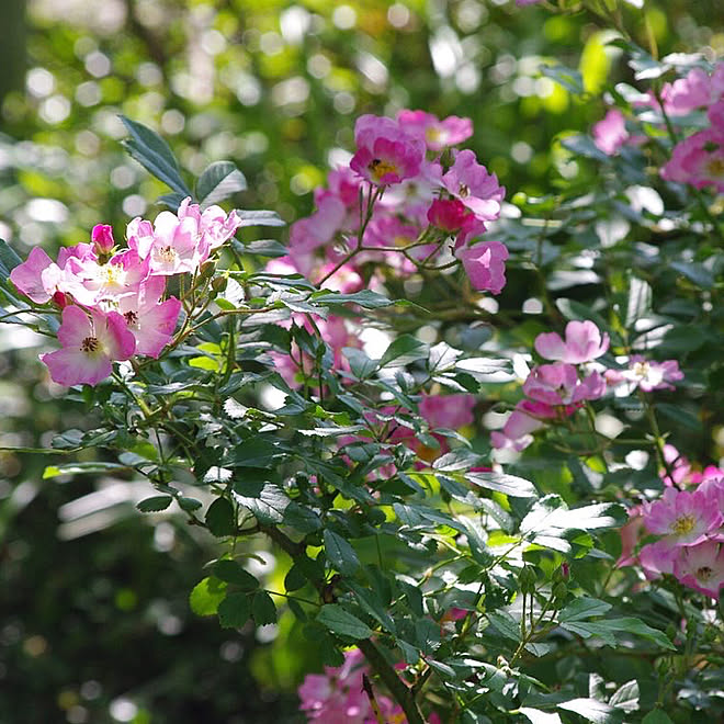 つるバラ 薔薇 バレリーナ 花のある暮らし 庭のある暮らし などのインテリア実例 05 28 15 52 42 Roomclip ルームクリップ