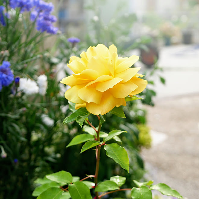 ５月9日 花のある暮らし 癒し 花に癒される かめらまーく消し などのインテリア実例 05 09 16 10 29 Roomclip ルームクリップ