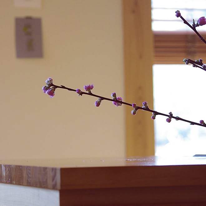 壁/天井/つぼみ/桃の花/枝が好き/台所...などのインテリア実例 - 2016-03-03 21:05:16