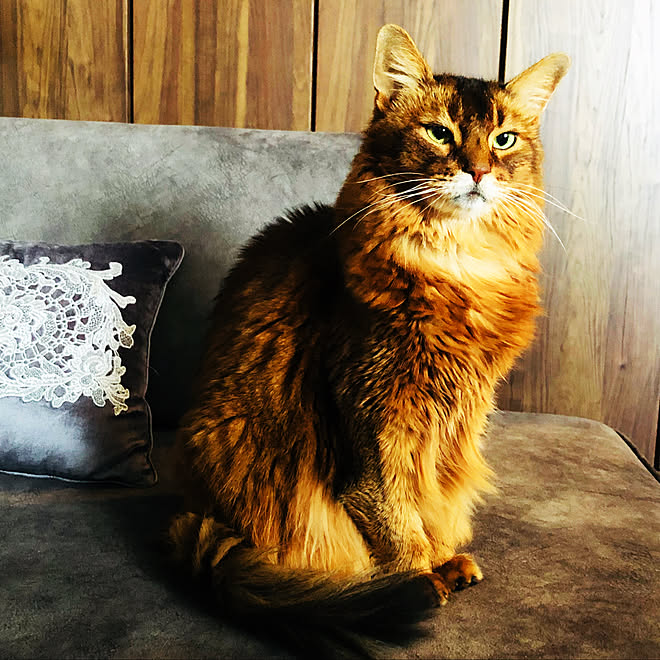 ソマリ 猫と暮らす 猫多頭飼い フランネルソファ ダークブラウン などのインテリア実例 08 13 21 49 54 Roomclip ルームクリップ ソマリ 猫と暮らす 猫多頭飼い フランネルソファ ダークブラウン などのインテリア実例 08 13 21 49 54 Roomclip ルームクリップ