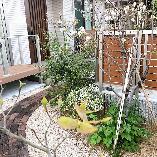 庭のある暮らし ヤマボウシ オリーブ 秋明菊 ジューンベリー などのインテリア実例 04 26 13 10 02 Roomclip ルームクリップ 庭のある暮らし ヤマボウシ オリーブ 秋明菊 ジューンベリー などのインテリア実例 04 26 13 10 02 Roomclip ルームクリップ