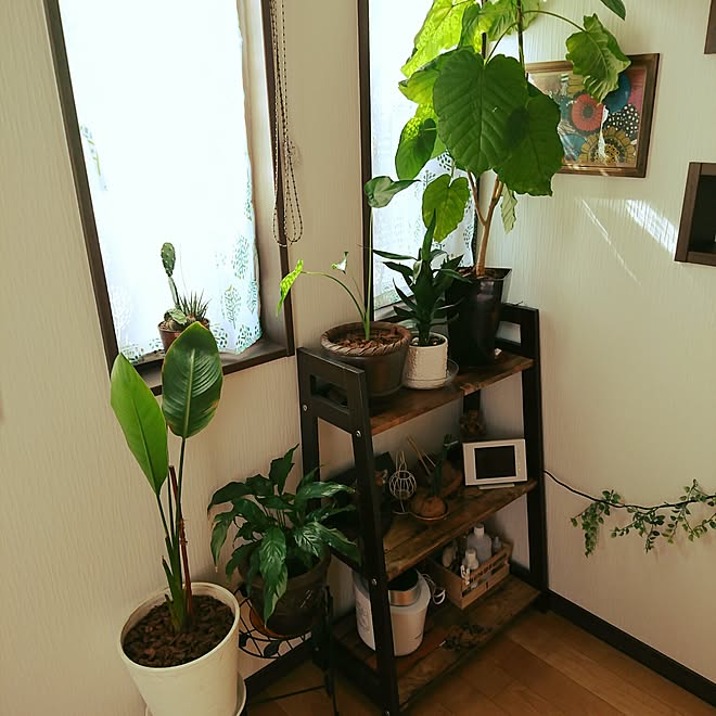 棚 ニトリ ダイソーリメイクシート 観葉植物 ウンベラータ などのインテリア実例 17 07 06 15 26 39 Roomclip ルームクリップ