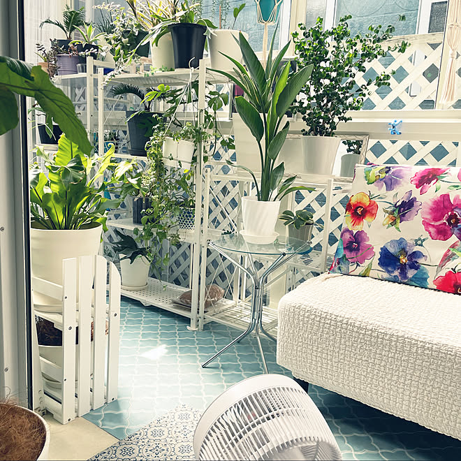 カインズホーム サンルーム 観葉植物 多肉植物 ホワイトインテリア などのインテリア実例 22 04 25 09 45 57 Roomclip ルームクリップ