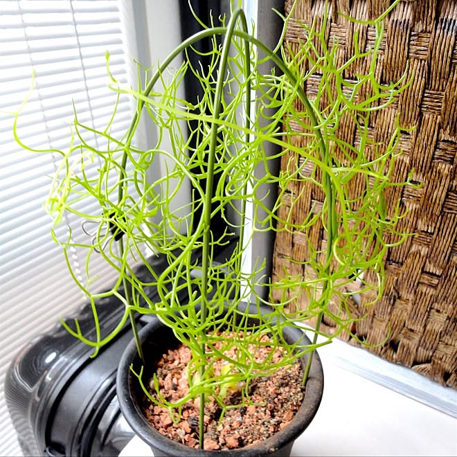 部屋全体 蒼角殿 ソウカクデン 打ちっ放し No Green No Life などのインテリア実例 16 08 22 13 42 03 Roomclip ルームクリップ