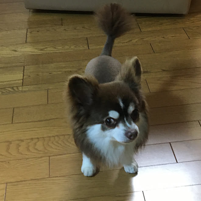 可愛いすぎる ロングコートチワワ ペットと暮らす家 9歳男の子 ベッド周り などのインテリア実例 03 21 09 01 15 Roomclip ルームクリップ