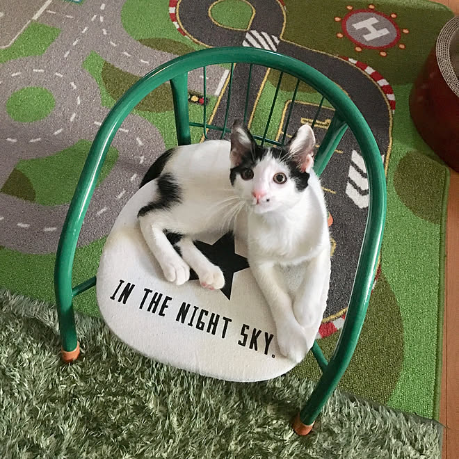 猫と暮らす 猫 100均 セリア 豆椅子 などのインテリア実例 19 08 18 09 37 15 Roomclip ルームクリップ