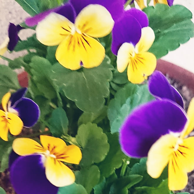 玄関/入り口/癒しの時間/楽しい時間/お花大好き/お花のある暮らし...などのインテリア実例 - 2019-11-14 17:09:50