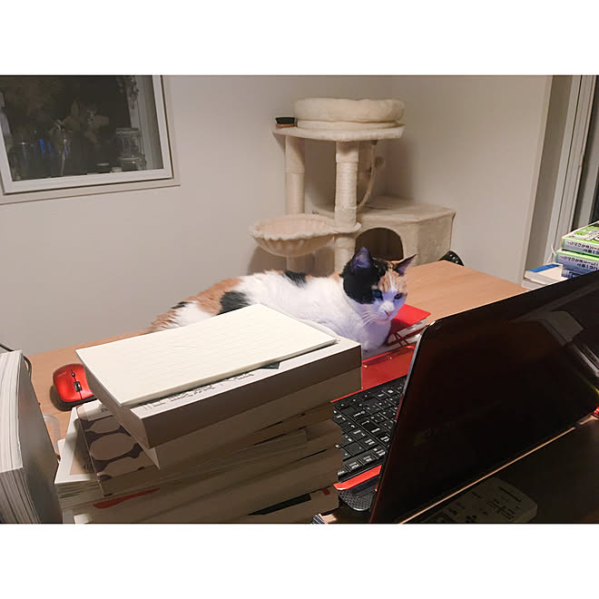 メンタリストdaigo 無印良品 一人暮らし 猫と一人暮らし ワンルームインテリア などのインテリア実例 19 05 13 11 47 37 Roomclip ルームクリップ メンタリストdaigo 無印良品 一人暮らし 猫と一人暮らし ワンルームインテリア などのインテリア実例 19 05 13 11 47 37 Roomclip ルームクリップ