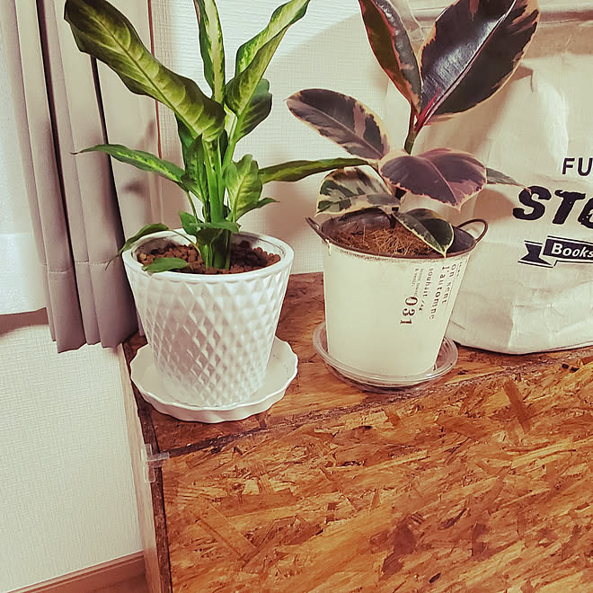リビング コメリ 観葉植物のある暮らし 観葉植物 植え替え完了 などのインテリア実例 21 07 23 22 05 54 Roomclip ルームクリップ リビング コメリ 観葉植物のある暮らし 観葉植物 植え替え完了 などのインテリア実例 21 07 23 22 05 54 Roomclip ルームクリップ