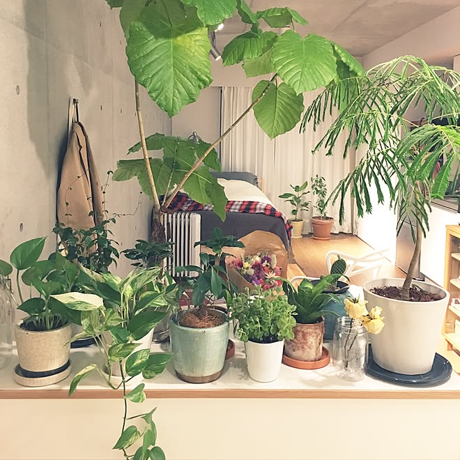 棚/観葉植物/植物のある暮らし/コンクリート打ちっ放し/ワンルーム&hellip;などのインテリア実例 20170327 013332