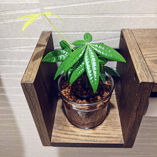 バス トイレ 木のある暮らし 観葉植物 ハイドロカルチャー パキラ などのインテリア実例 21 09 11 21 56 05 Roomclip ルームクリップ バス トイレ 木のある暮らし 観葉植物 ハイドロカルチャー パキラ などのインテリア実例 21 09 11 21 56 05 Roomclip ルームクリップ