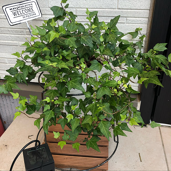 観葉植物 玄関先 アイビー 玄関 入り口のインテリア実例 21 06 03 23 23 53 Roomclip ルームクリップ