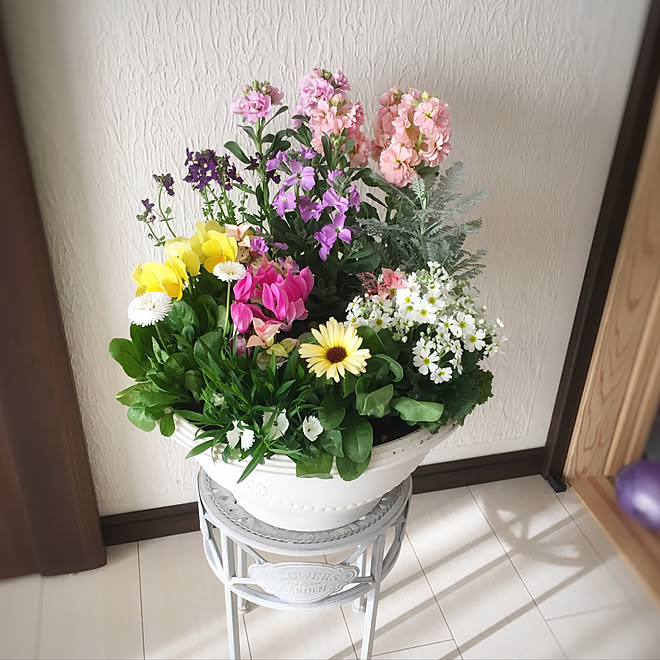 リビング 香りのある生活 冬の花 カラフル 楽天で買ったもの などのインテリア実例 17 12 28 22 17 Roomclip ルームクリップ リビング 香りのある生活 冬の花 カラフル 楽天で買ったもの などのインテリア実例 17 12 28 22 17 Roomclip ルームクリップ