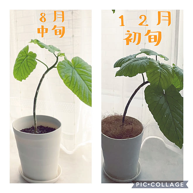 ウンベラータ水挿し ウンベラータ剪定 ウンベラータ剪定記録 ウンベラータ成長記録 観葉植物 などのインテリア実例 12 04 16 44 55 Roomclip ルームクリップ ウンベラータ水挿し ウンベラータ剪定 ウンベラータ剪定記録 ウンベラータ成長記録 観葉植物 などのインテリア実例 12 04 16 44 55 Roomclip ルームクリップ