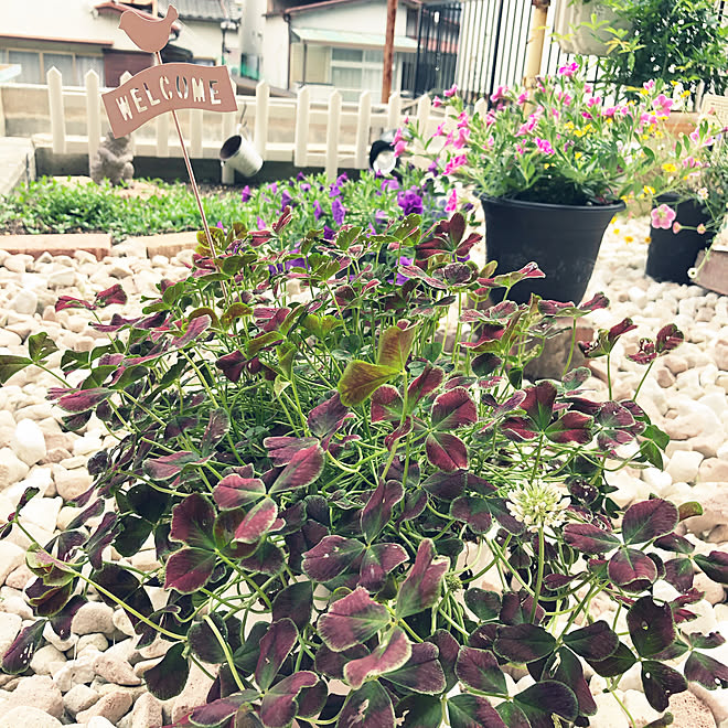 メルヘンチックなお庭にしたい クローバー ティント ガーネット シロツメクサ Rcに感謝 です シンプルもナチュラルも男前も好き などのインテリア実例 05 21 09 30 38 Roomclip ルームクリップ