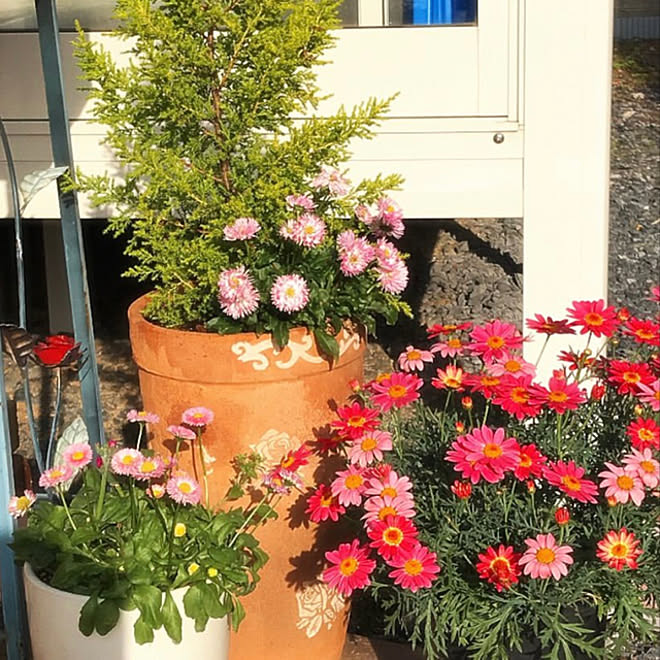 鉢植えの花 色とりどりのお花 春 季節の花 庭 などのインテリア実例 21 02 13 11 09 40 Roomclip ルームクリップ
