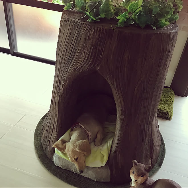 おきにいり空間 犬小屋可愛い 切り株 切り株が好き いぬのいる暮らし などのインテリア実例 19 08 01 16 59 04 Roomclip ルームクリップ