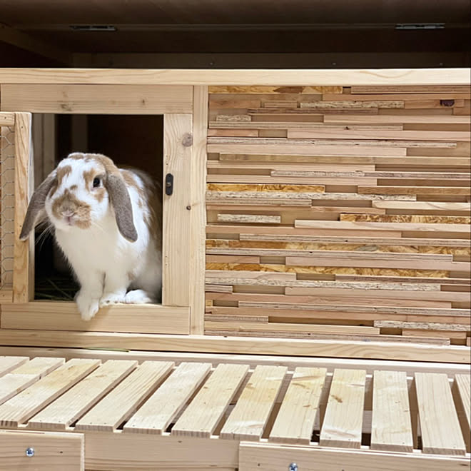 ケージdiy ペットグッズ 100均 うさぎのお部屋 うさぎ小屋 Diy などのインテリア実例 21 05 27 08 19 32 Roomclip ルームクリップ ケージdiy ペットグッズ 100均 うさぎのお部屋 うさぎ小屋 Diy などのインテリア実例 21 05 27 08 19 32 Roomclip ルームクリップ