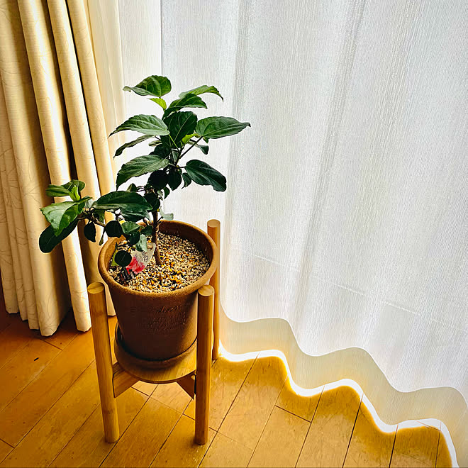 ハイビスカス ガーデニング 観葉植物 リビングのインテリア実例 22 03 26 09 41 43 Roomclip ルームクリップ